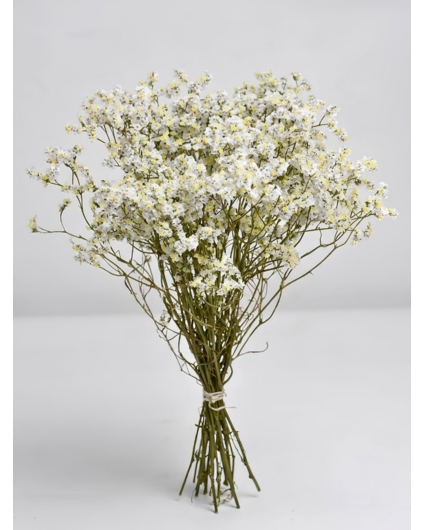 Limonium 'diamond wit'
