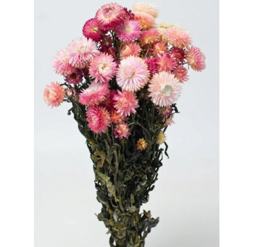 Helichrysum 'roze' | gehele bos