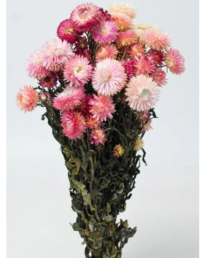 Helichrysum 'roze' | gehele bos
