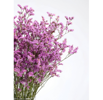 Limonium 'diamond roze'