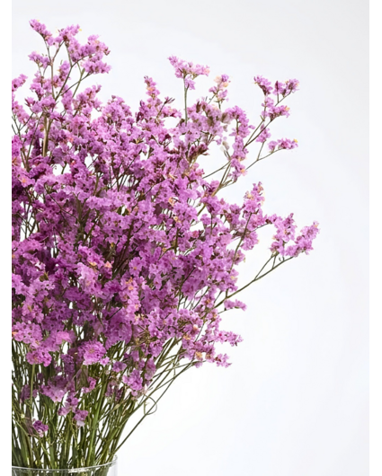 Limonium 'diamond roze'
