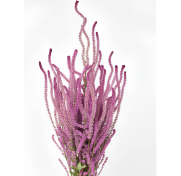 Limonium Suworowii
