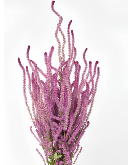 Limonium Suworowii