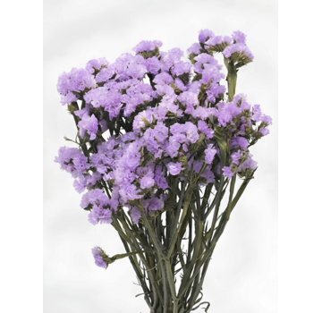 Statice Sinuata 'violet'