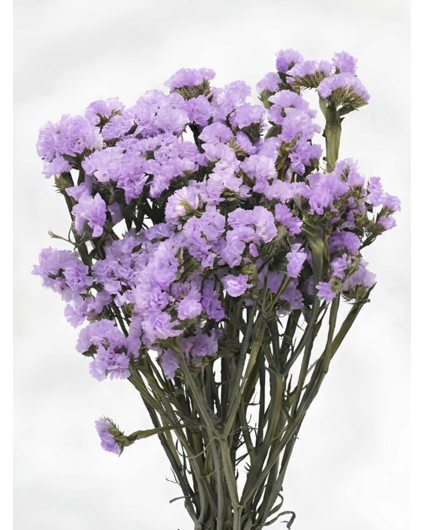 Statice Sinuata 'violet'