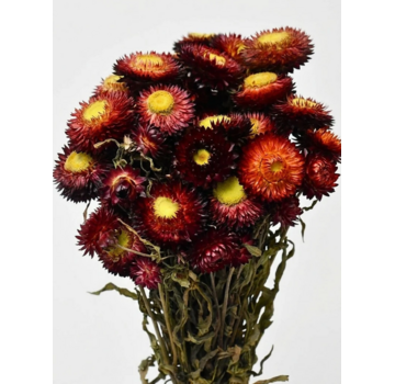 Helichrysum 'rood' | gehele bos