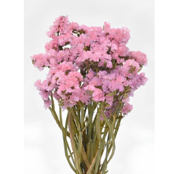 Statice Sinuata 'roze'