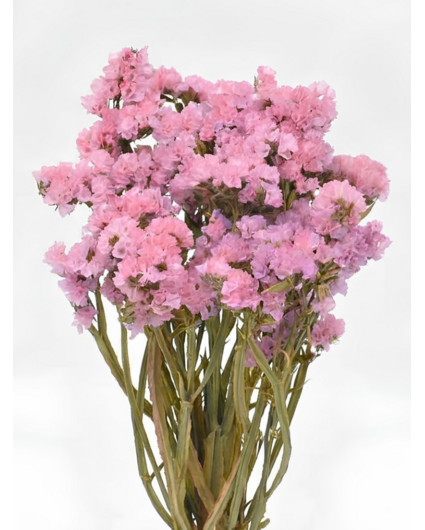 Statice Sinuata 'roze'