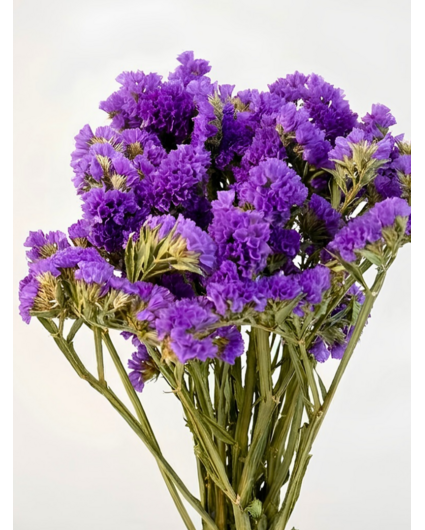 Statice Sinuata 'paars'