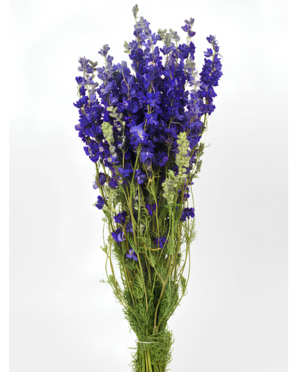 Delphinium 'dark blue' | gehele bos