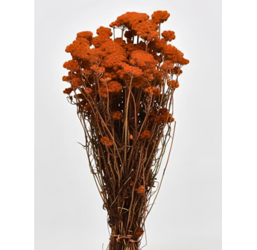 Lonas 'oranje' | gehele bos