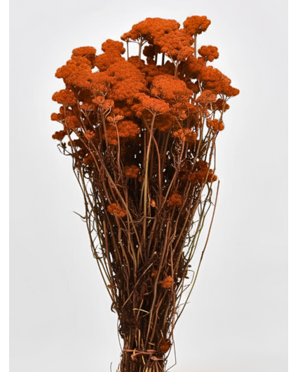 Lonas 'oranje' | gehele bos