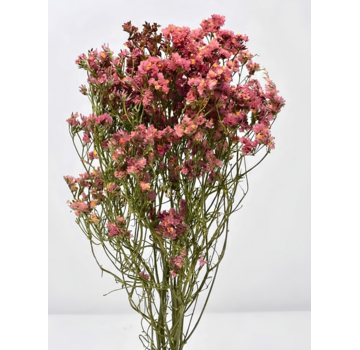 Limonium 'diamond red'