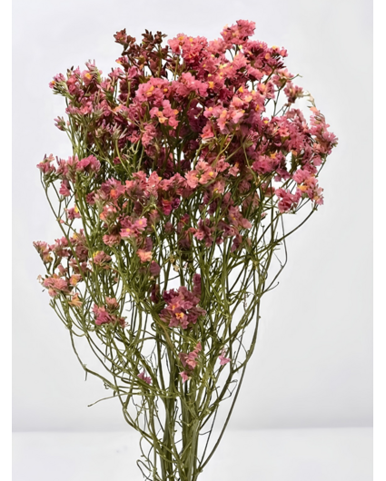Limonium 'diamond red'