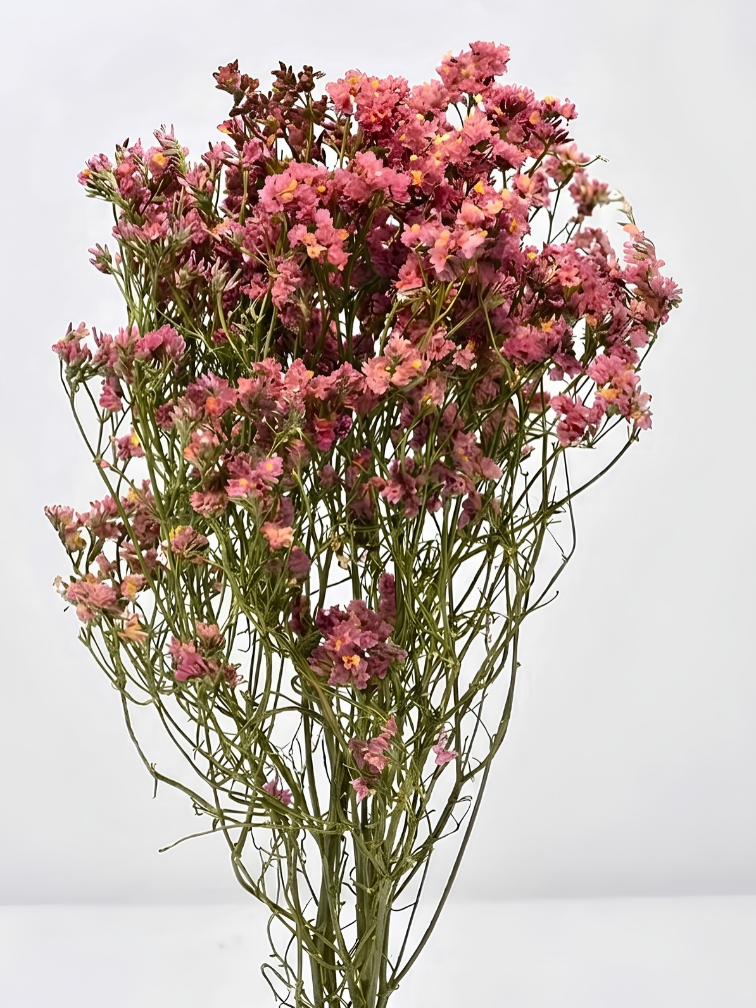 Limonium 'Diamond red'