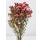 Limonium 'Diamond red'