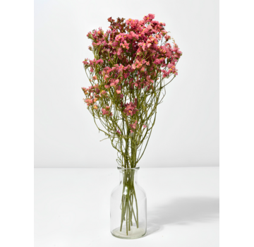 Limonium 'diamond red'