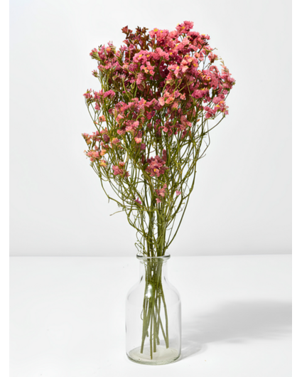 Limonium 'diamond red'