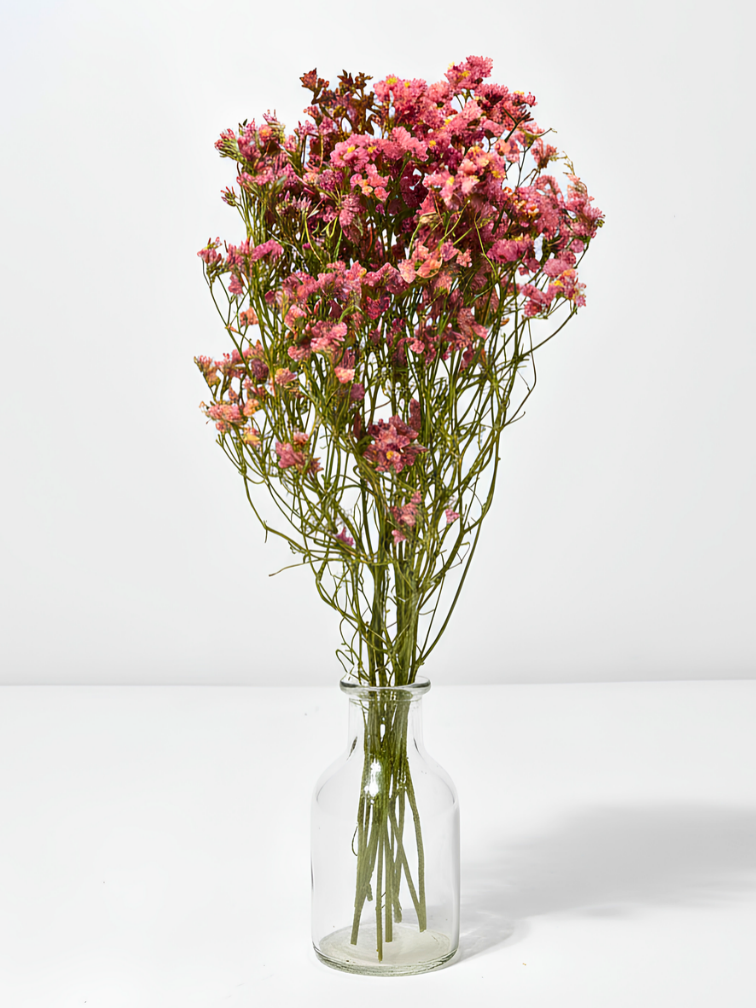 Limonium 'Diamond red'