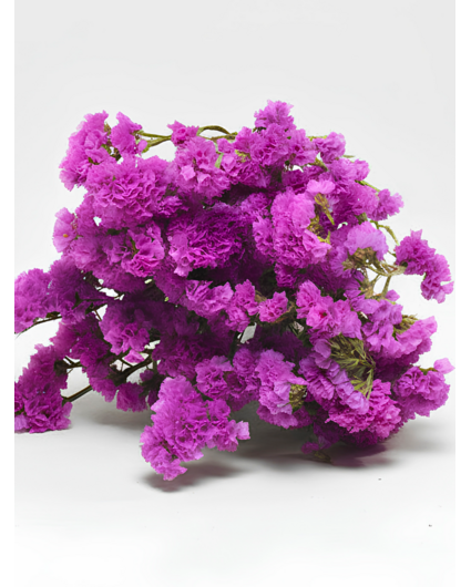Statice Sinuata 'hot pink'
