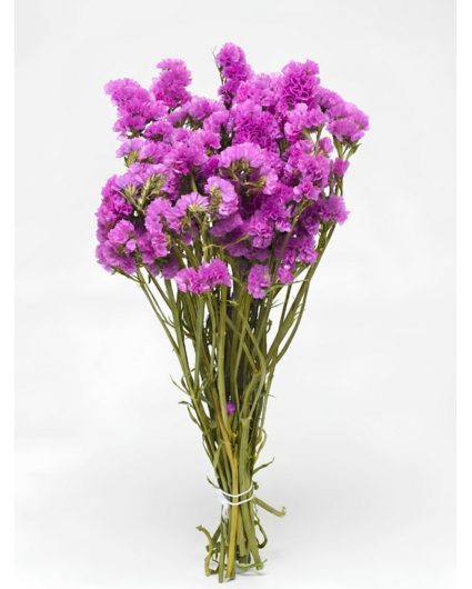 Statice Sinuata 'hot pink'