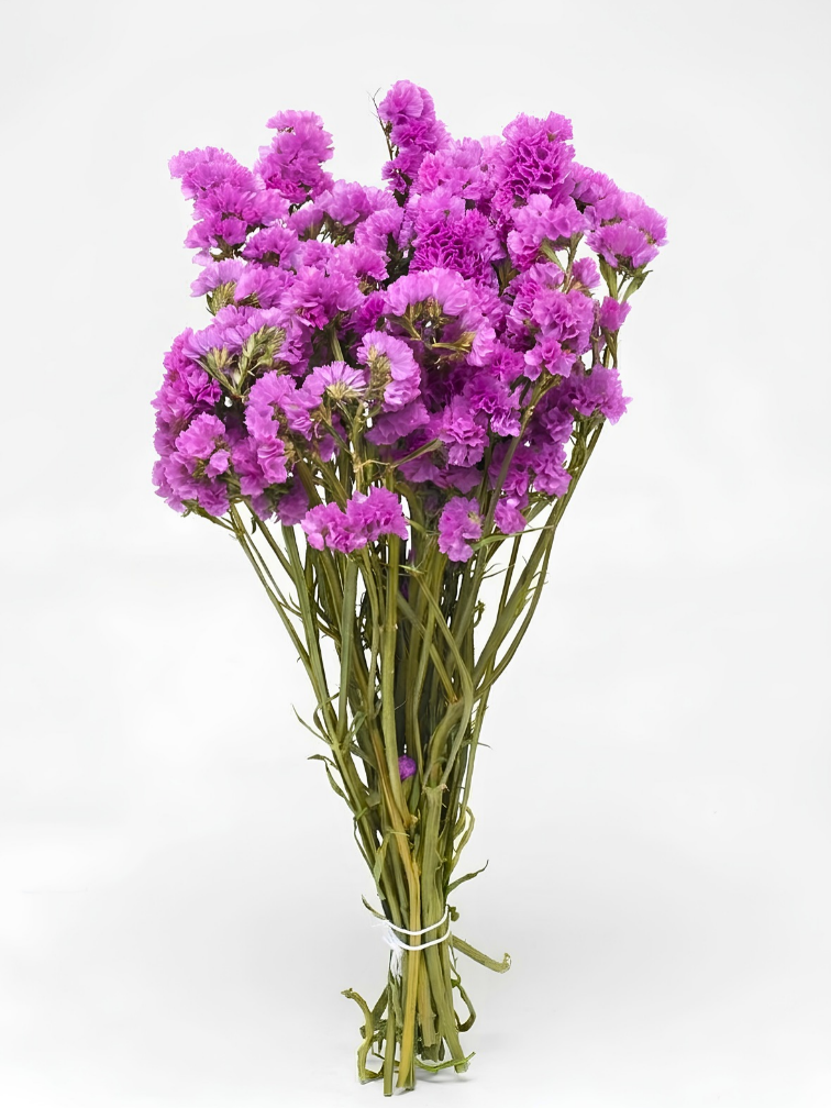 Statice Sinuata 'hot pink'