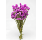 Statice Sinuata 'hot pink'