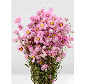 Rhodante 'roze'
