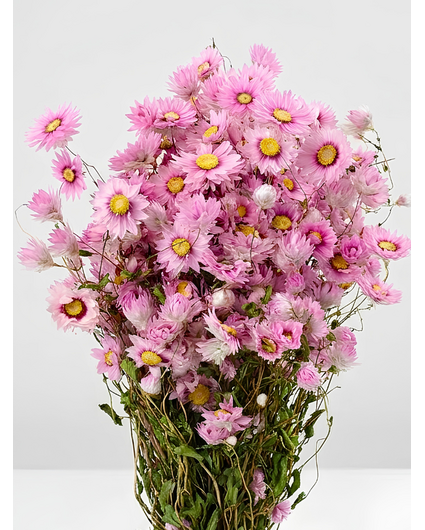 Rhodante 'roze'