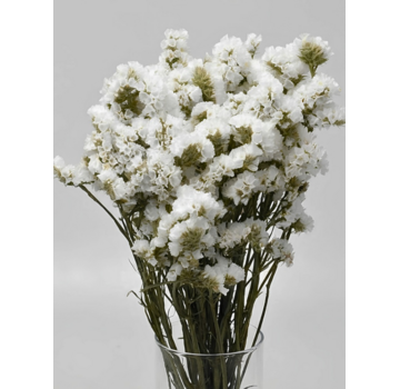 Statice Sinuata 'wit'