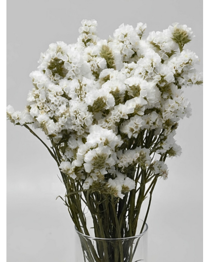 Statice Sinuata 'wit'