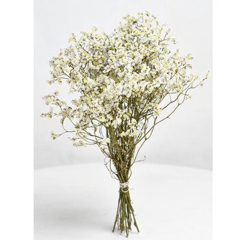 Limonium 'diamond wit'