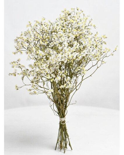 Limonium 'diamond wit'
