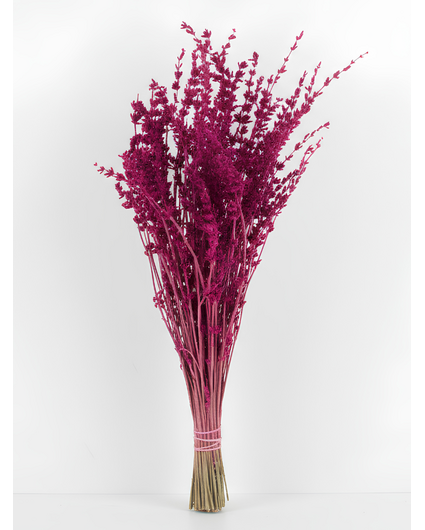 Lavendel 'Fuchsia'