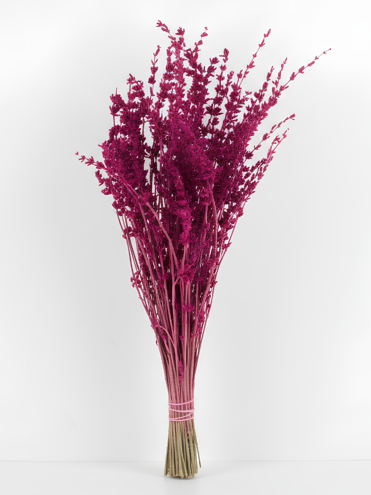 Lavendel 'Fuchsia'