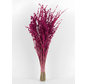 Lavendel 'Fuchsia'