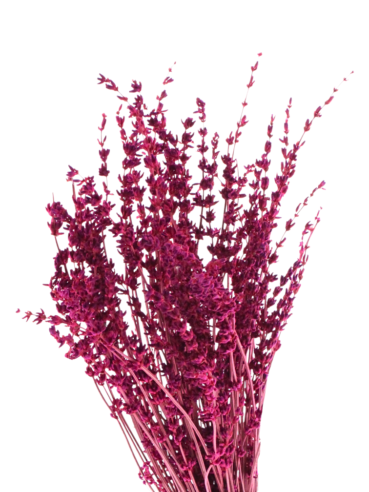 Lavendel 'Fuchsia'