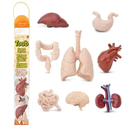 Safari Ltd. | Figures de jeu Organes humains