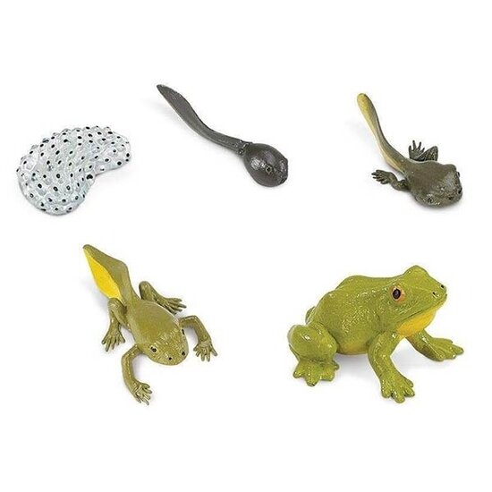 Safari Ltd Cycle de vie de la Grenouille Safari Ltd