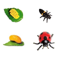 Cycle de vie d'une coccinelle Safari Ltd