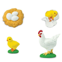 Cycle de vie du poulet Safari Ltd