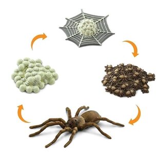 Cycle de vie de l'araignée Safari Ltd
