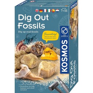 Kosmos | Dig Out Fossils