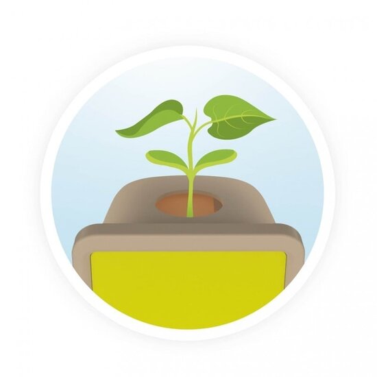 Buki Buki | Petites pousses