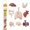 Safari Ltd Safari Ltd. | Figures de jeu Organes humains