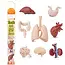 Safari Ltd Safari Ltd. | Figures de jeu Organes humains