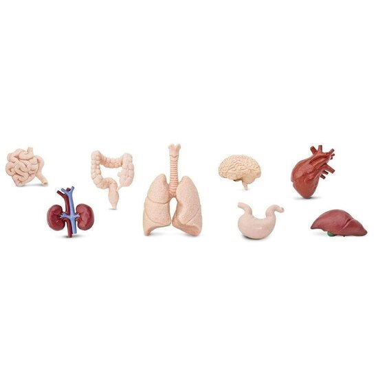 Safari Ltd Safari Ltd. | Figures de jeu Organes humains