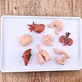 Safari Ltd Safari Ltd. | Figures de jeu Organes humains