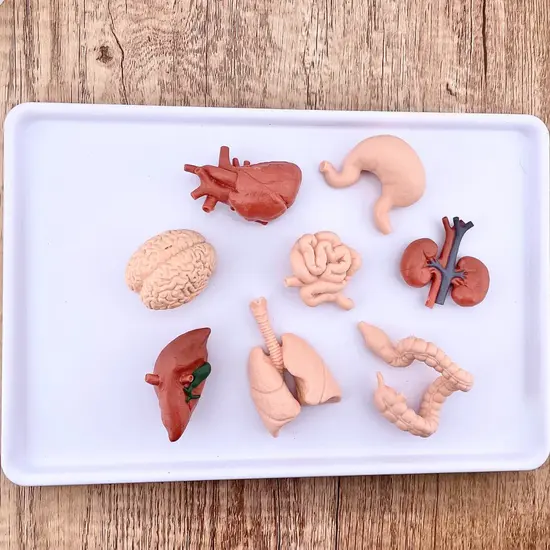 Safari Ltd Safari Ltd. | Figures de jeu Organes humains