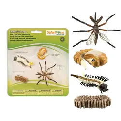 Safari Ltd. | Le cycle de vie d'un moustique